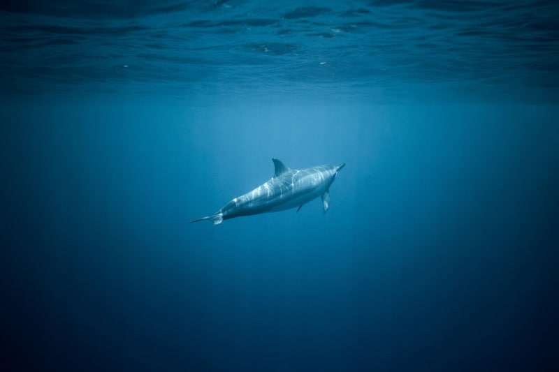 Buceo con delfines: Vive una experiencia única en el océano 2 ¿Es seguro el buceo con delfines?