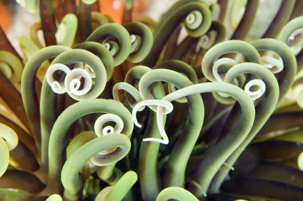 ¿Qué son los ecosistemas marinos? Clave para la vida 2 Ecosistemas de arrecifes de coral