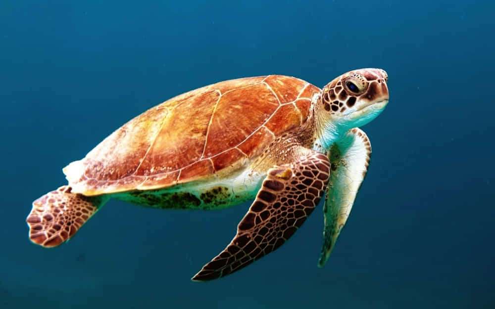 ¿Qué son los ecosistemas marinos? Clave para la vida 1 ¿Qué son los ecosistemas marinos?