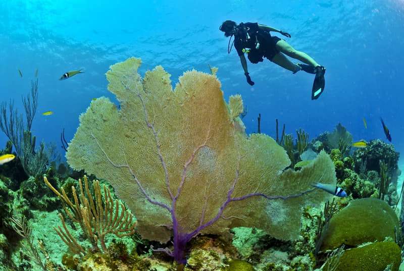 Buceo sostenible y responsable