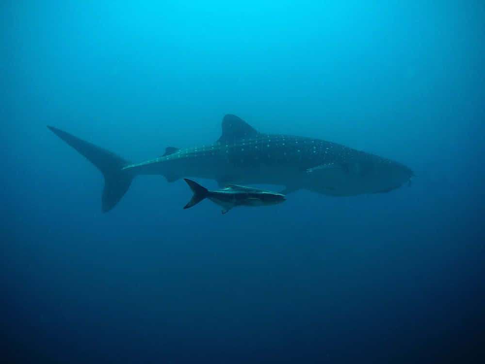 ¿Qué comen los tiburones ballena?