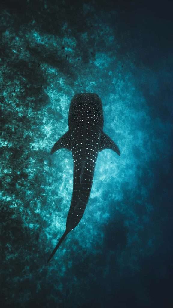 The best destinations to dive and swim with whale sharks 1 Is it safe to swim with whale sharks?
