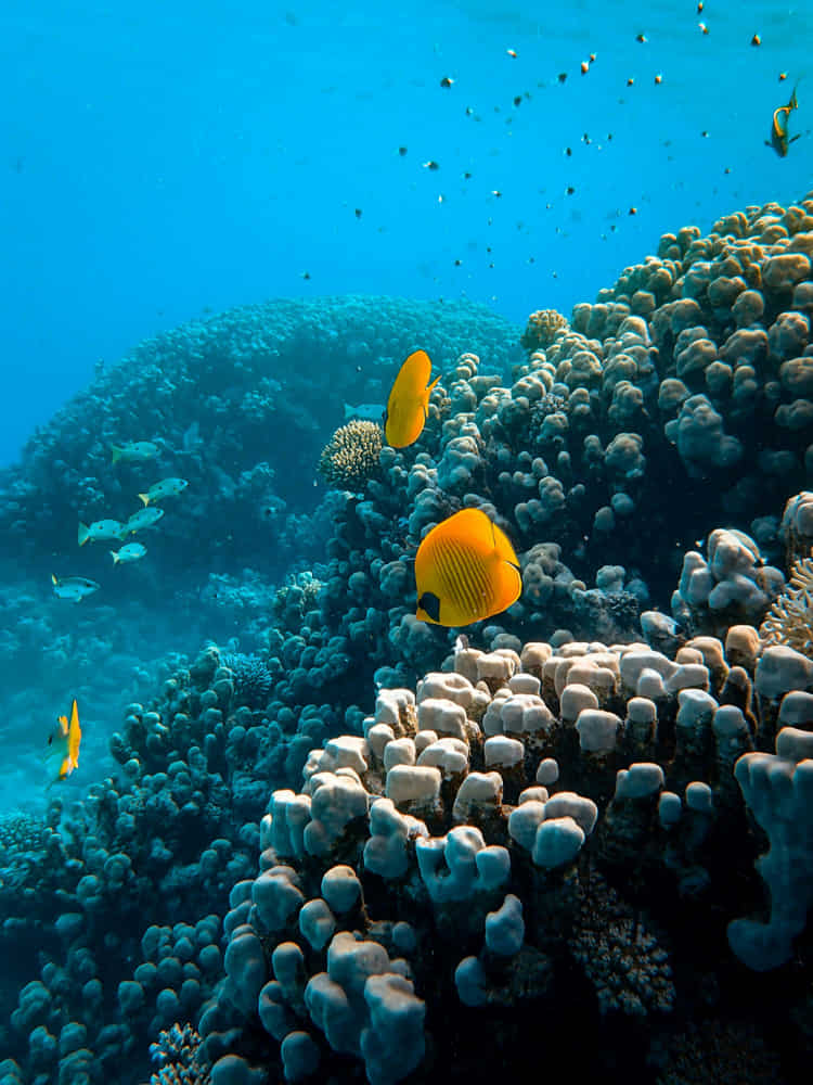 ¿Es peligroso bucear en el Mar Rojo? Qué saber antes de ir 1 ¿Es peligroso bucear en el Mar Rojo?