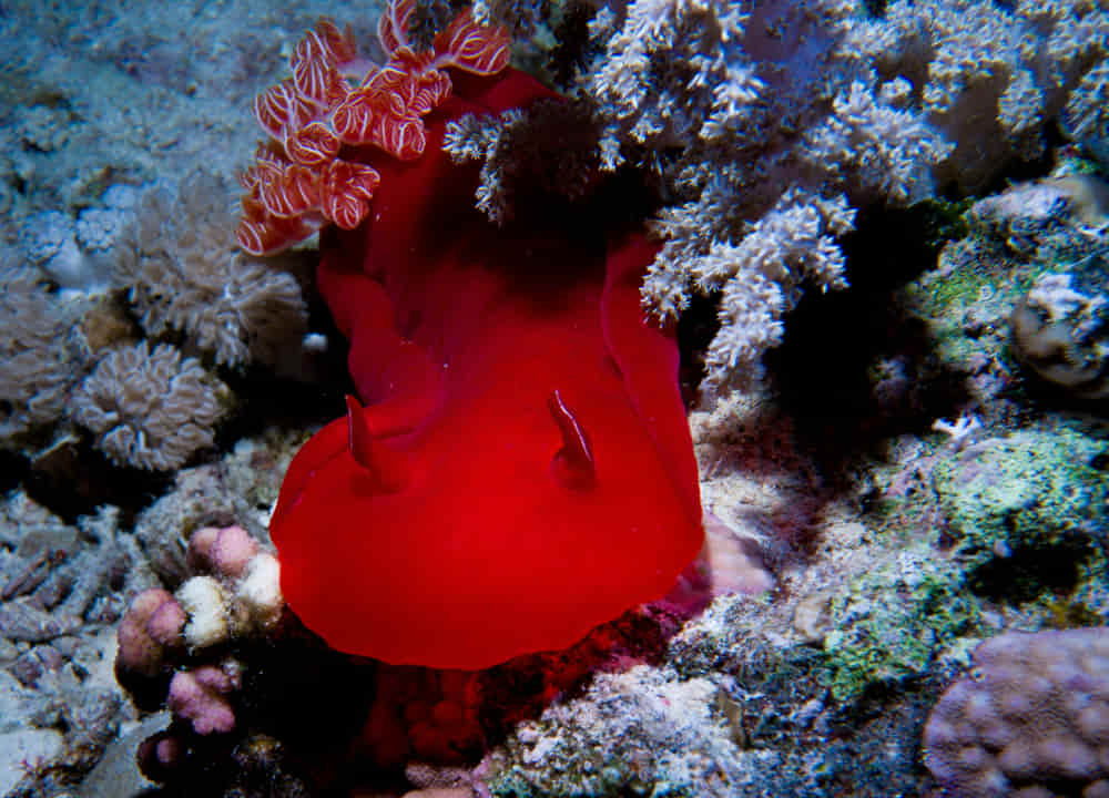 Is it dangerous to dive in the Red Sea? What to know before you go 3 Is it dangerous to dive in the Red Sea?