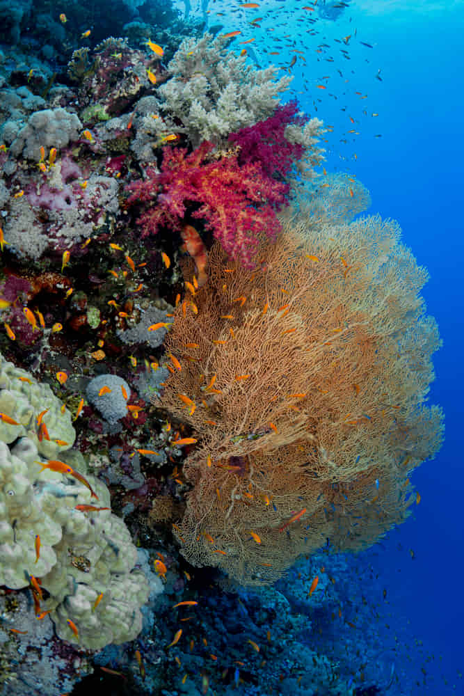 Is it dangerous to dive in the Red Sea? What to know before you go 1 Is it dangerous to dive in the Red Sea?